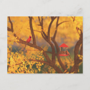 Autumn Guardian Postcard