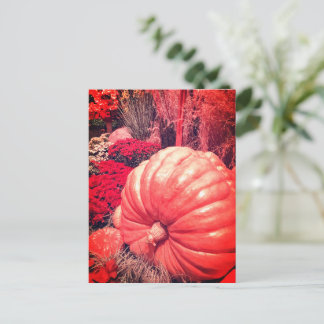 Autumn Harvest Postcard