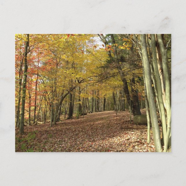 Autumn Harvest Thanksgiving Postcard (Front)