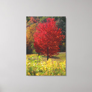 Autumn Home Gifts   Red Maple Leaves Canvas Print