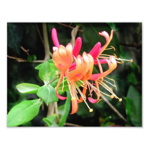 Autumn Honeysuckle ~ Photo