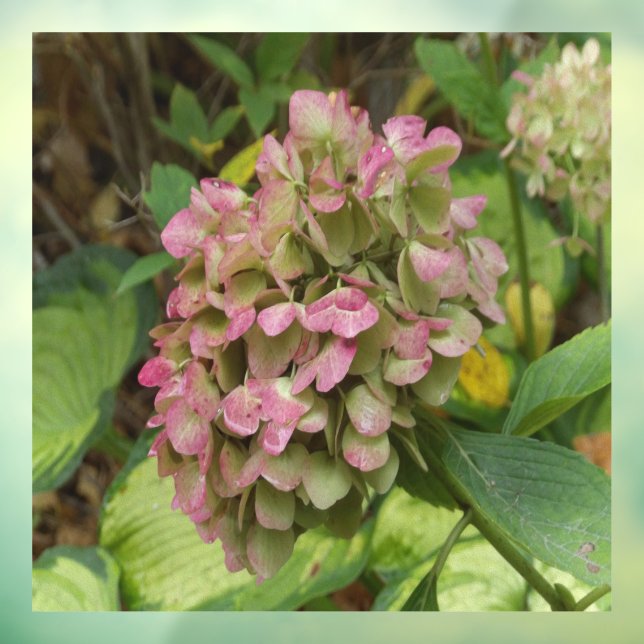 Autumn Hydrangea Bloom with Golden Hosta Leaves (Sheet 3)
