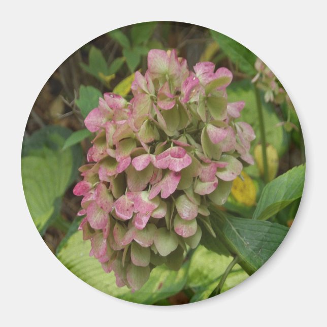 Autumn Hydrangea Bloom with Golden Hosta Leaves Magnet (Front)