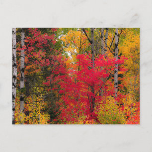 Autumn in Canada. Holiday Postcard