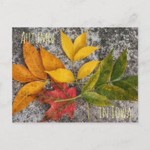 Autumn in Iowa Postcard