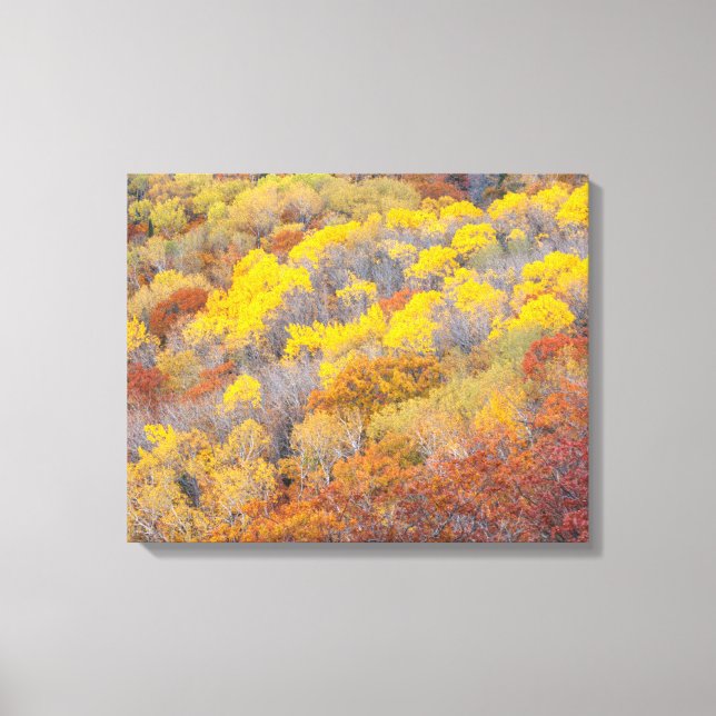 Autumn in Michigan Canvas Print (Front)