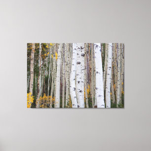 Autumn in the Aspen's Canvas Print