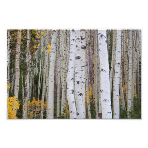 Autumn in the Aspen's Photo Print