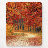 autumn in the forest