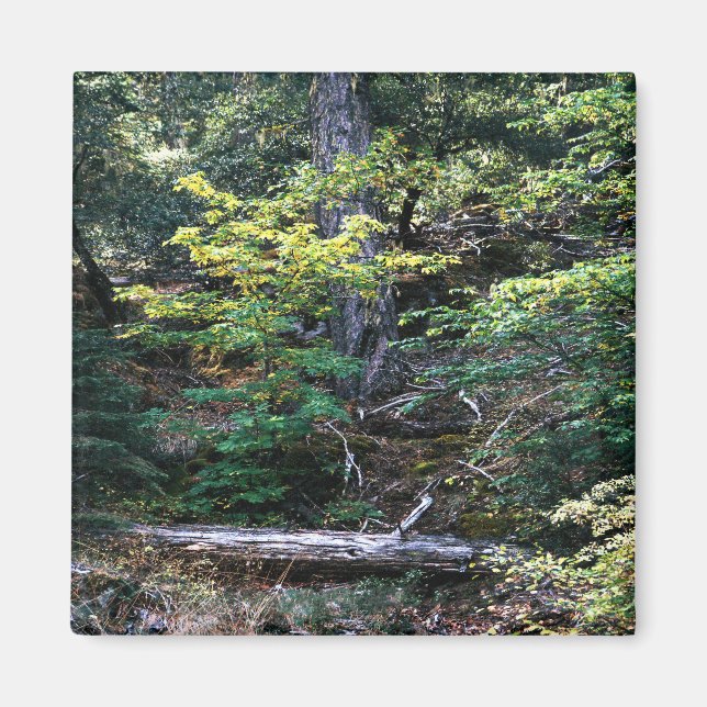 Autumn is here........ magnet (Front)
