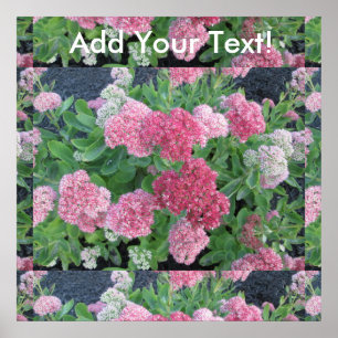 Autumn Joy Sedum Flowering Garden Plant Pink Green Poster