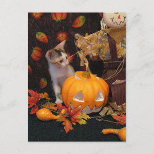 Autumn Kitten - Halloween Cat Card