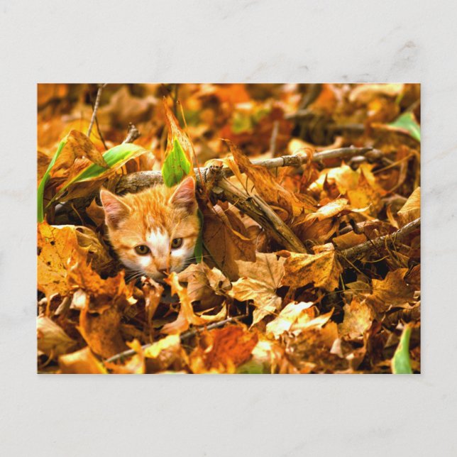 autumn kitten postcard (Front)