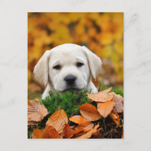 Autumn Labrador Postcard