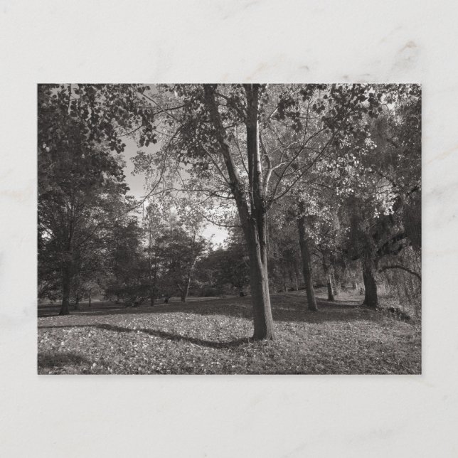 Autumn Landscape Bute Park Cardiff Postcard (Front)