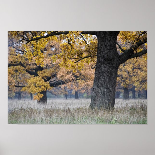 autumn landscape poster (Front)