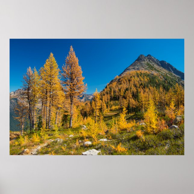 Autumn Larches at Easy Pass Poster (Front)