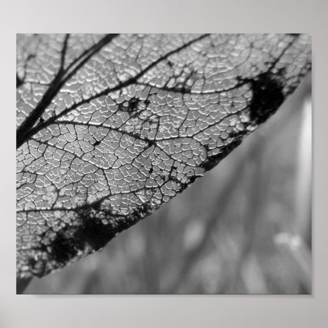 Autumn Leaf 2 - B&W Poster (Front)
