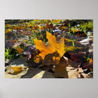 Autumn leaf in the sun poster