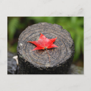 Autumn Leaf on Log Postcard