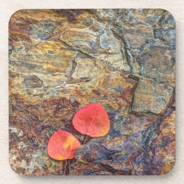 Autumn leaf on rock, California Coaster (Front)
