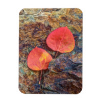 Autumn leaf on rock, California