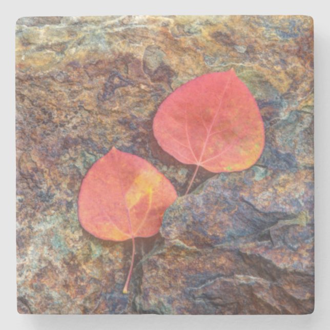 Autumn leaf on rock, California Stone Coaster (Front)