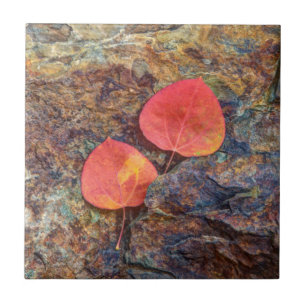 Autumn leaf on rock, California Tile