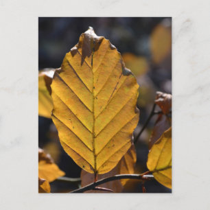 Autumn Leaf Postcard