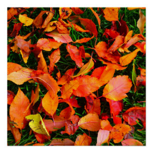Autumn Leaf Texture Perfect Poster