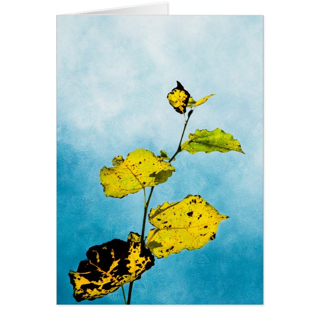 Autumn Leaves (Front)