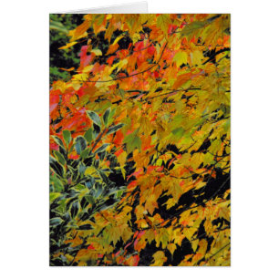 Autumn Leaves