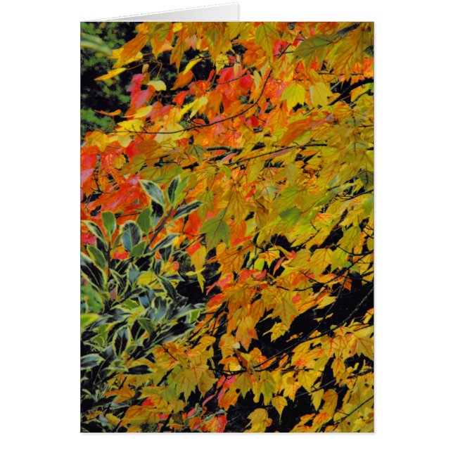 Autumn Leaves (Front)