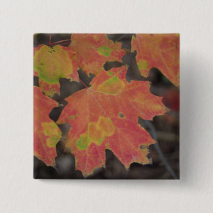 Autumn Leaves 15 Cm Square Badge