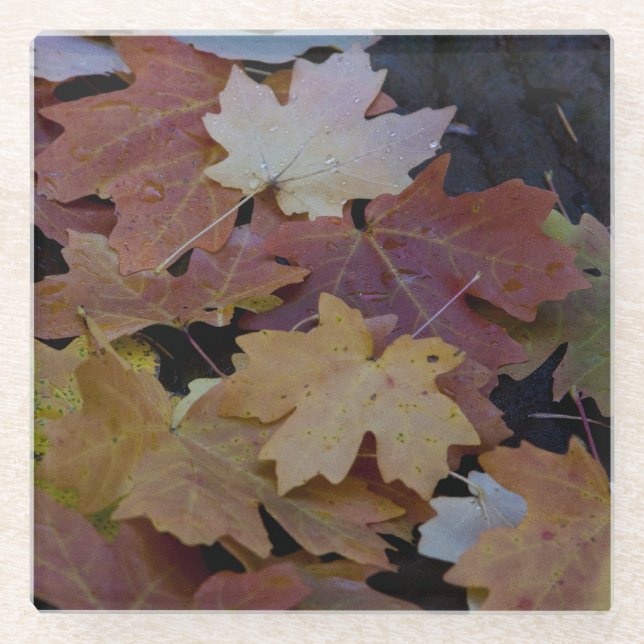 Autumn leaves all around glass coaster (Front)
