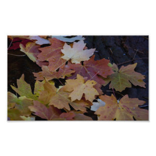 autumn leaves all around photo print