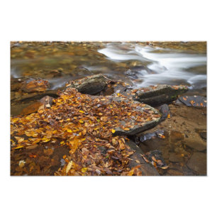 Autumn leaves along Looking Glass Creek in the Photo Print