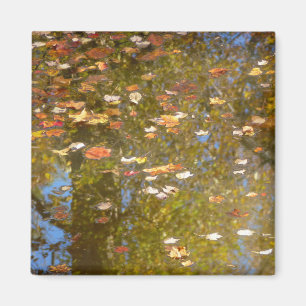 Autumn Leaves and Stream Reflection at Greenbelt Magnet
