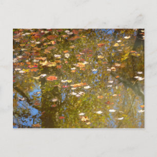 Autumn Leaves and Stream Reflection at Greenbelt Postcard