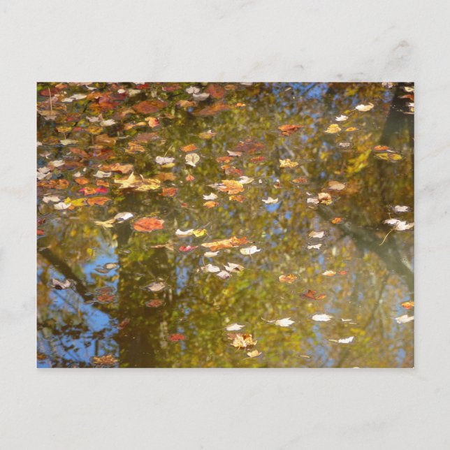 Autumn Leaves and Stream Reflection at Greenbelt Postcard (Front)