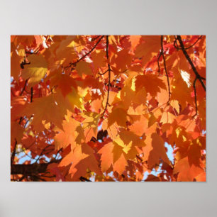 Autumn Leaves art prints Orange Fall Tree Leaves