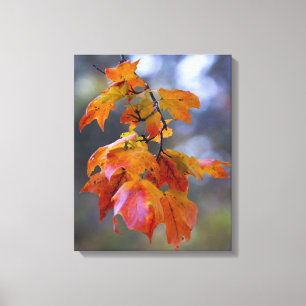 Autumn Leaves Canvas Print