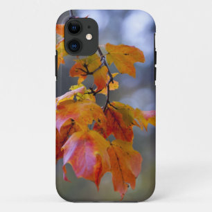 Autumn Leaves iPhone 11 Case