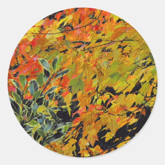 Autumn Leaves Classic Round Sticker (Front)