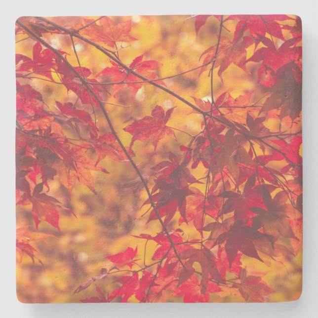 Autumn Leaves Fall Colour Nature Stone Coaster (Front)