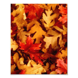 Autumn Leaves - Fall Colour Photo Print