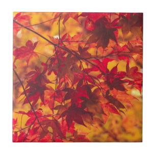 Autumn Leaves Fall Colour Red Ceramic Tile