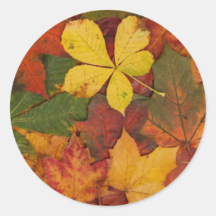 Autumn Leaves, Fall Foliage - Brown Yellow Red Classic Round Sticker