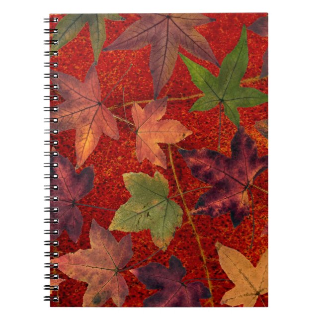 Autumn Leaves Fall Season Tree Leaf Colourful Spiral Notebook (Front)