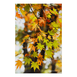 Autumn Leaves [Glossy Poster] Poster